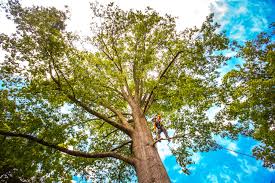 Best Tree Removal  in Culver City, CA