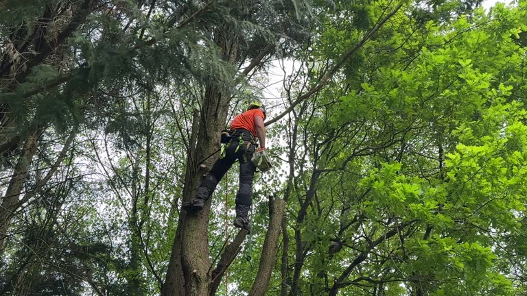 Best Tree Cabling and Bracing  in Culver City, CA
