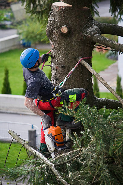 Best Leaf Removal  in Culver City, CA