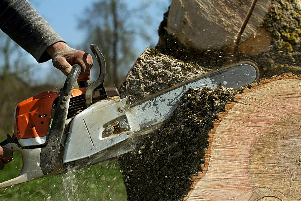 Culver City, CA Tree Removal Company